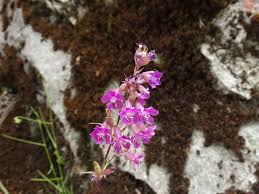 Attēlu rezultāti vaicājumam “Silene viscaria leaf”