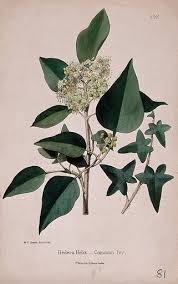 Attēlu rezultāti vaicājumam “Hedera helix  flower”
