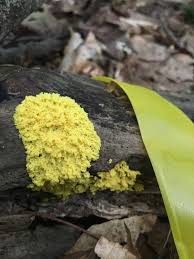 Attēlu rezultāti vaicājumam “Fuligo septica var. candida spores”