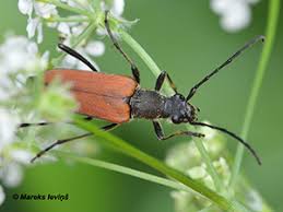 Attēlu rezultāti vaicājumam “Rhynchaenus lonicerae”