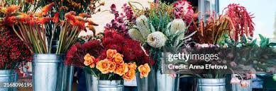 Image result for Chrysanthemum spectabile