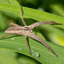Attēlu rezultāti vaicājumam “Pisaura mirabilis female”