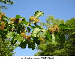 Attēlu rezultāti vaicājumam “Fagus sylvatica fruit”