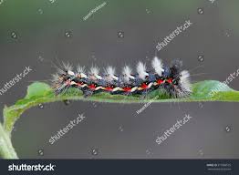 Attēlu rezultāti vaicājumam “Acronicta rumicis imago”