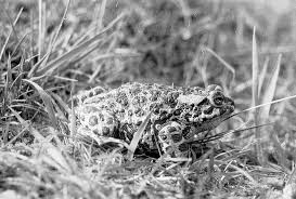 Attēlu rezultāti vaicājumam “Pseudepidalea viridis”