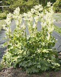 Attēlu rezultāti vaicājumam “Rheum rhabarbarum flower”