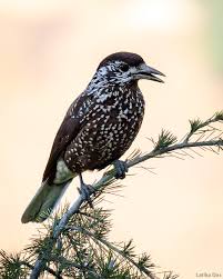 Image result for Nucifraga caryocatactes