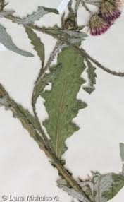 Attēlu rezultāti vaicājumam “Carduus crispus”