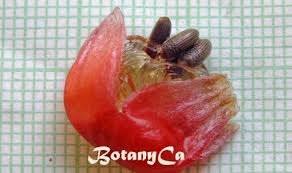 Attēlu rezultāti vaicājumam “Calla palustris fruit”