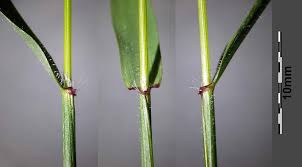 Attēlu rezultāti vaicājumam “Anthoxanthum odoratum fruit”