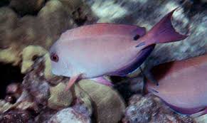 Image result for Acanthurus blochii