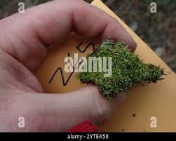 Attēlu rezultāti vaicājumam “Eurhynchiastrum pulchellum”