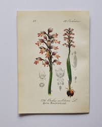 Attēlu rezultāti vaicājumam “Orchis militaris flower”
