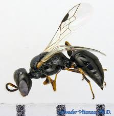 Attēlu rezultāti vaicājumam “Crabronidae”