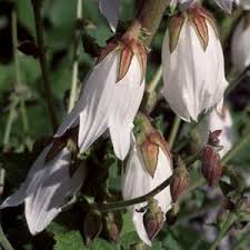 Attēlu rezultāti vaicājumam “Campanula latifolia fruit”