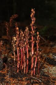 Attēlu rezultāti vaicājumam “Monotropa hypopitys”