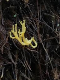 Attēlu rezultāti vaicājumam “Ramariopsis crocea”