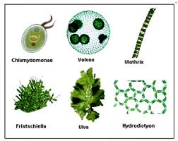 Attēlu rezultāti vaicājumam “Chlorophyta”