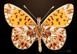Attēlu rezultāti vaicājumam “Boloria dia underside”