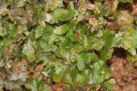 Attēlu rezultāti vaicājumam “Riccardia latifrons”