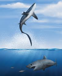 Image result for Alopias vulpinus