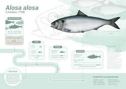 Image result for Alosa alosa