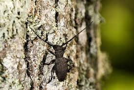 Attēlu rezultāti vaicājumam “Lamia textor”