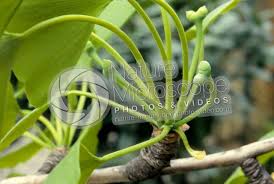 Attēlu rezultāti vaicājumam “Ginkgo biloba female flower”
