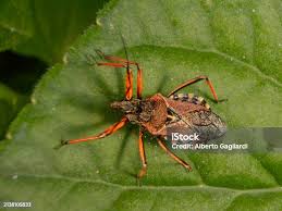 Attēlu rezultāti vaicājumam “Rhynocoris annulatus nymph”