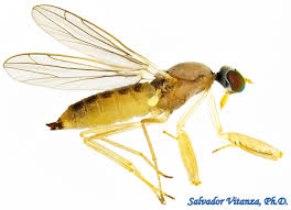 Attēlu rezultāti vaicājumam “Empididae”