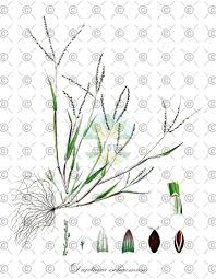 Attēlu rezultāti vaicājumam “Digitaria ischaemum leaf”