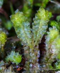 Attēlu rezultāti vaicājumam “Barbilophozia lycopodioides macro”