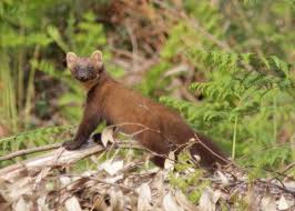 Attēlu rezultāti vaicājumam “Martes martes”
