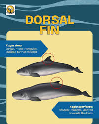 Image result for Kogia breviceps