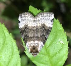 Attēlu rezultāti vaicājumam “Tetheella fluctuosa”