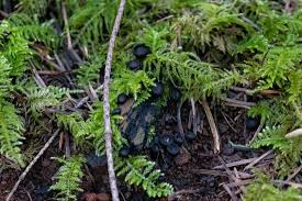 Attēlu rezultāti vaicājumam “Pseudoplectania nigrella”