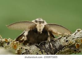 Attēlu rezultāti vaicājumam “Lymantria monacha imago”