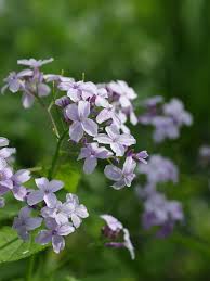 Attēlu rezultāti vaicājumam “Lunaria rediviva flower”