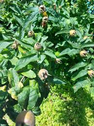 Attēlu rezultāti vaicājumam “Mespilus germanica leaf”