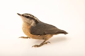 Image result for Sitta canadensis