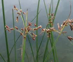 Attēlu rezultāti vaicājumam “Schoenoplectus lacustris subsp. glaucus flower”