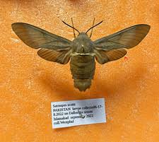 Attēlu rezultāti vaicājumam “Sphingidae”