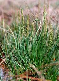 Attēlu rezultāti vaicājumam “Triglochin maritimum”