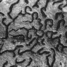 Attēlu rezultāti vaicājumam “Phaeographis dendritica”