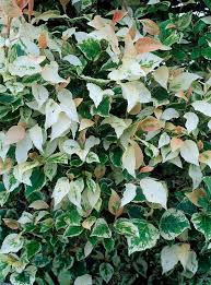 Attēlu rezultāti vaicājumam “Populus x jackii”