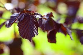 Attēlu rezultāti vaicājumam “Corylus avellana leaf”