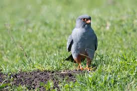 Image result for Falco vespertinus