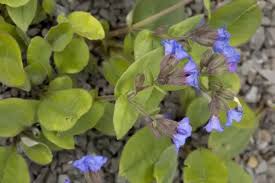 Attēlu rezultāti vaicājumam “Pulmonaria angustifolia”