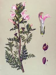 Attēlu rezultāti vaicājumam “Pedicularis palustris flower”