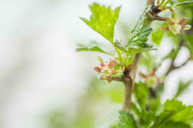 Attēlu rezultāti vaicājumam “Ribes uva-crispa flower”